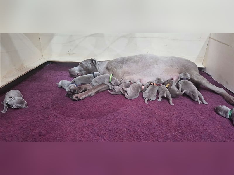 Labrador silber Welpen mit Ahnennachweis 12.08.24 geboren