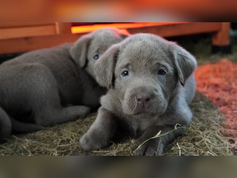 Labrador silber Welpen mit Ahnennachweis 12.08.24 geboren