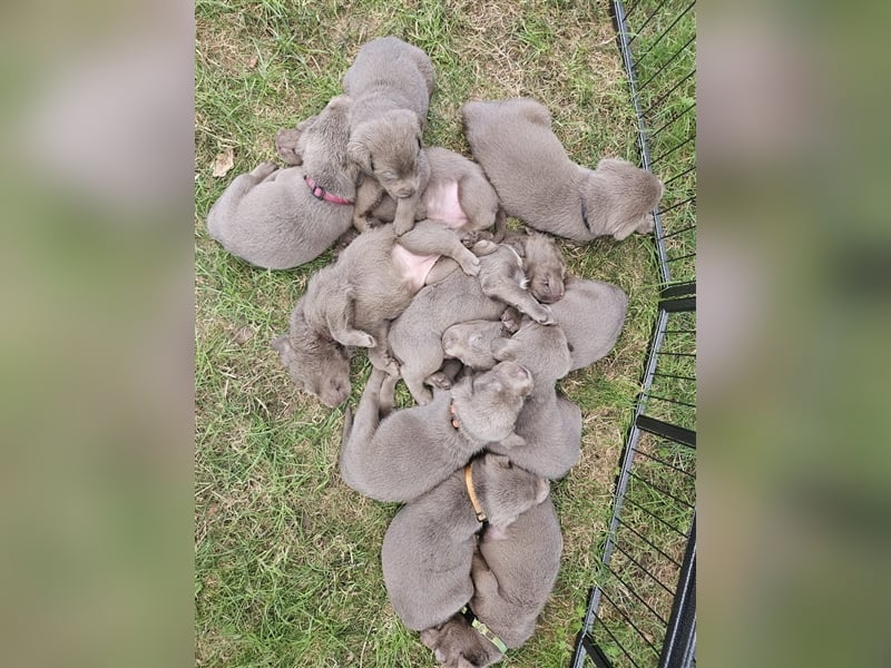 Labrador silber Welpen mit Ahnennachweis 12.08.24 geboren