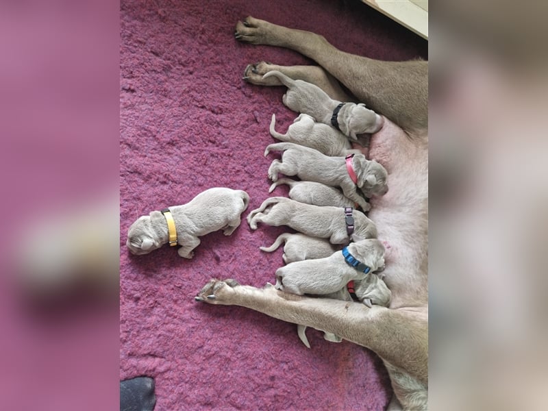 Labrador silber Welpen mit Ahnennachweis 12.08.24 geboren