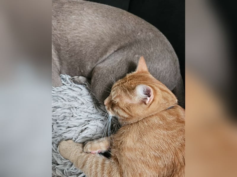 Labrador silber Welpen mit Ahnennachweis 12.08.24 geboren