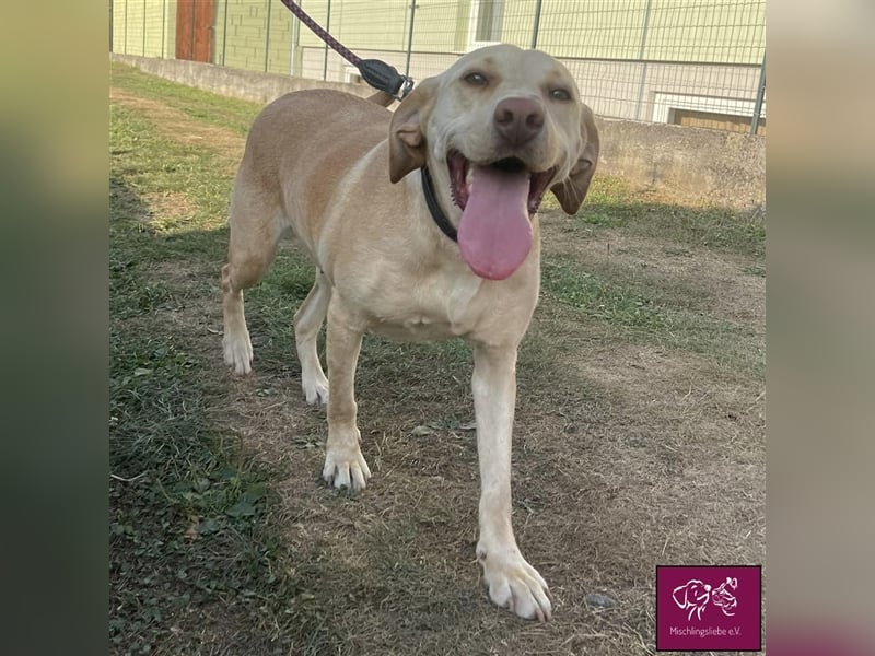 Leea ❤️– Hübscher Wirbelwind sucht Für-Immer-Zuhause.