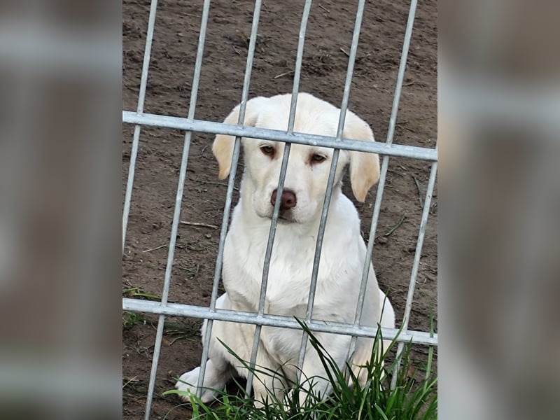 Wir haben ab sofort Labrador Welpen in hell beige und schwarz abzugeben