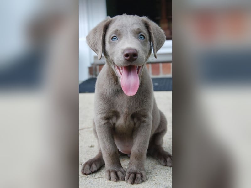 Wir haben ab sofort Labrador Welpen in hell beige und schwarz abzugeben