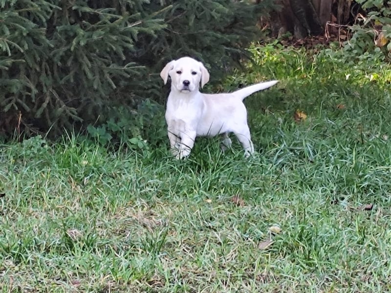 Wir haben ab sofort Labrador Welpen in hell beige und schwarz abzugeben