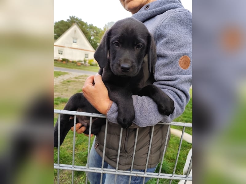 Wir haben ab sofort Labrador Welpen in hell beige und schwarz abzugeben