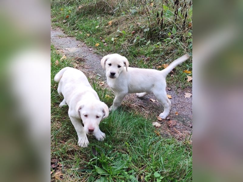 Wir haben ab sofort Labrador Welpen in hell beige und schwarz abzugeben