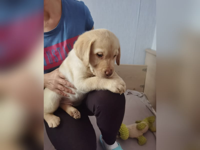 Wir haben ab sofort Labrador Welpen in hell beige und schwarz abzugeben