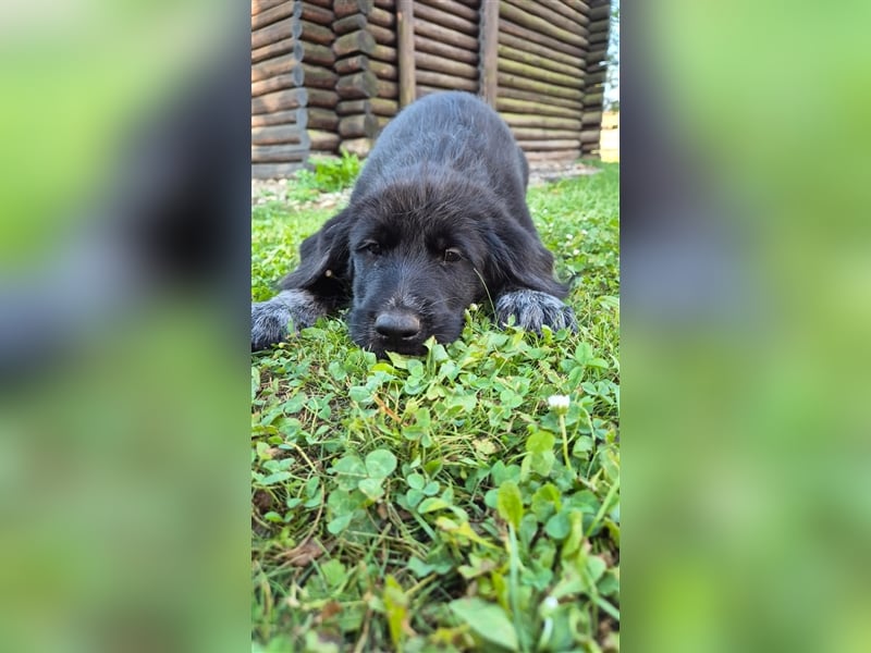 Labrador Akita