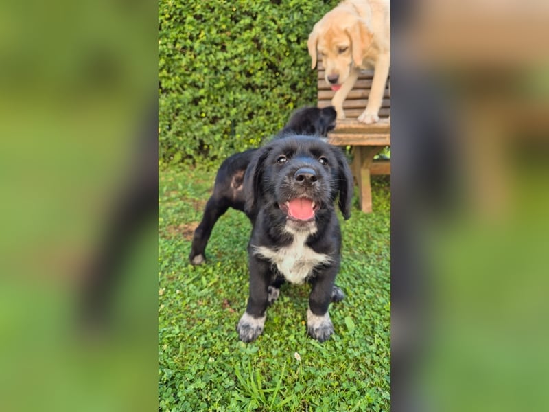 Labrador Akita