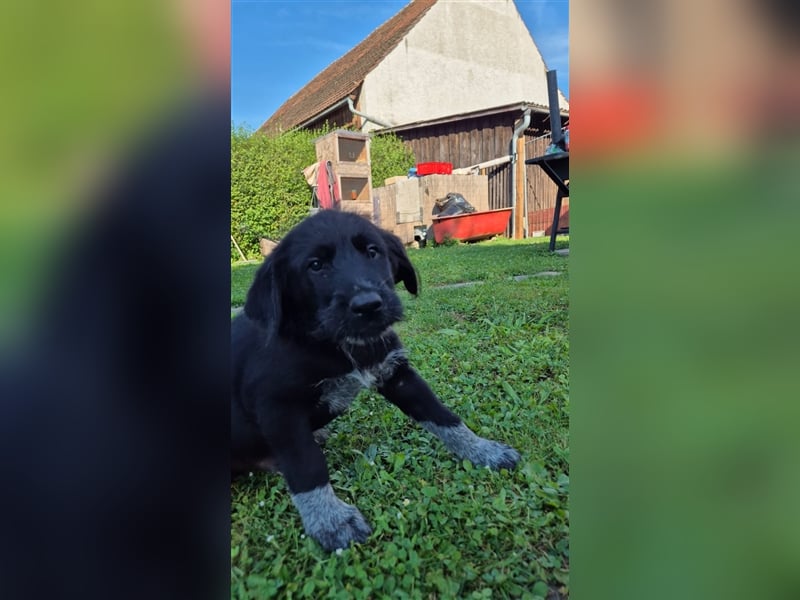 Labrador Akita