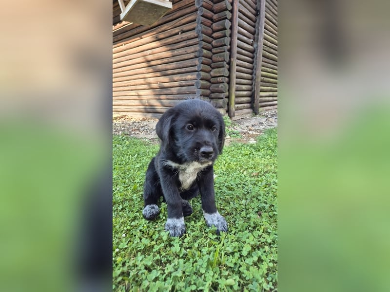 Labrador Akita