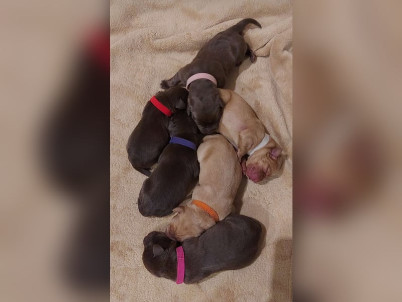 Wunderschöne Labradorwelpen in liebevolle Hände abzugeben. 