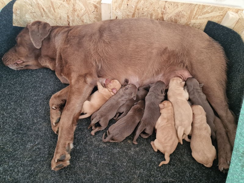 Wunderschöne Labradorwelpen in liebevolle Hände abzugeben. 