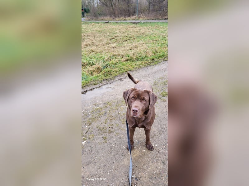 Wunderschöne Labradorwelpen in liebevolle Hände abzugeben. 