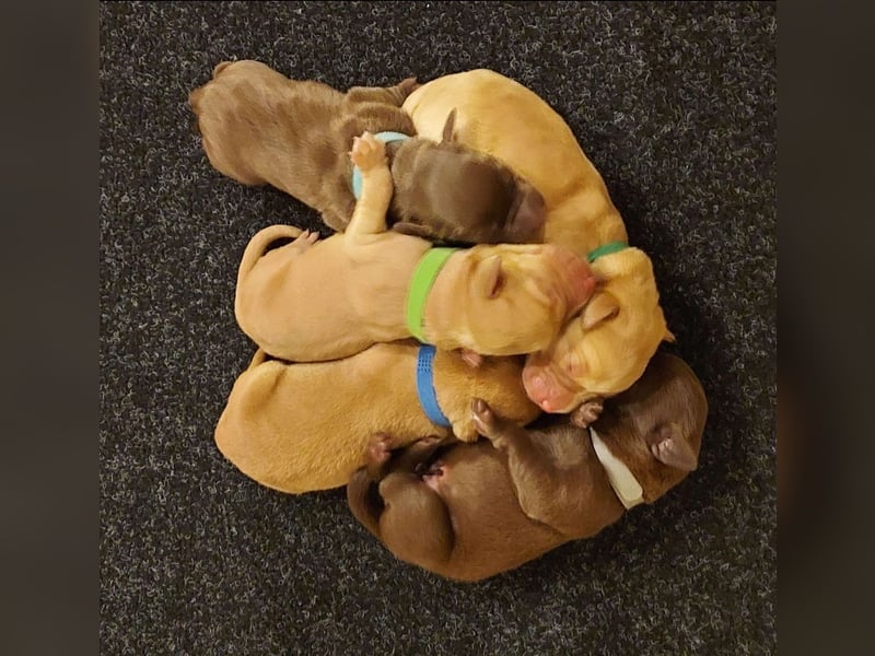 Wunderschöne Labradorwelpen in liebevolle Hände abzugeben. 