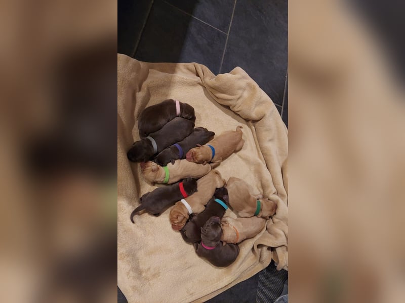 Wunderschöne Labradorwelpen in liebevolle Hände abzugeben. 