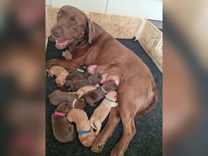 Wunderschöne Labradorwelpen in liebevolle Hände abzugeben. 