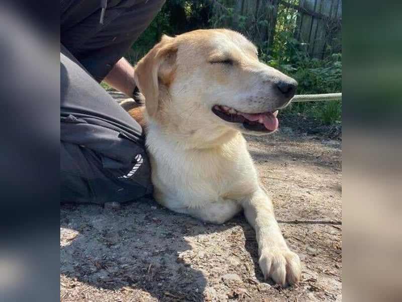 Betty, Labrador Mischling