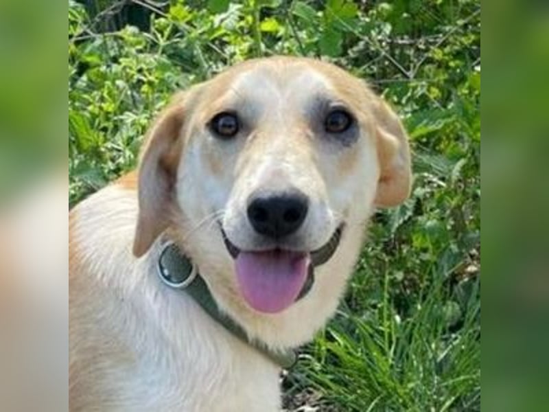 Betty, Labrador Mischling