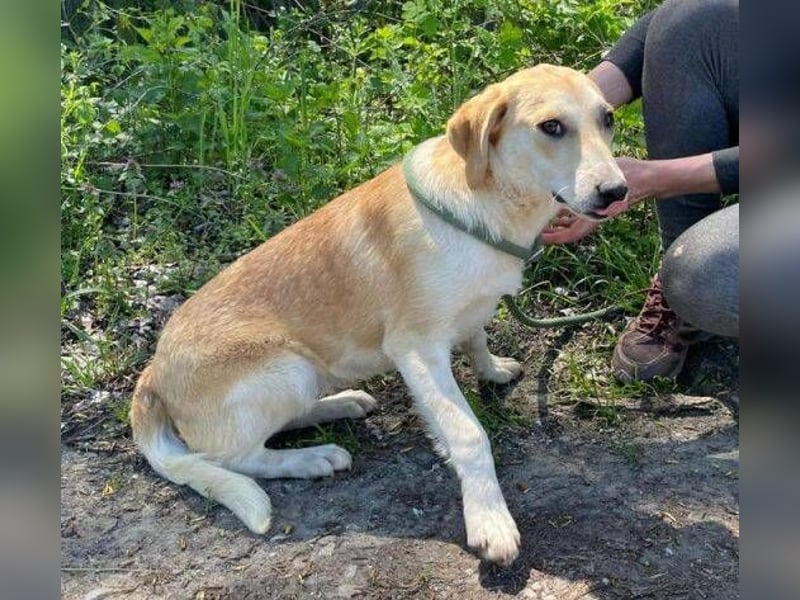 Betty, Labrador Mischling