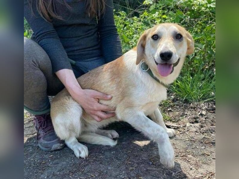 Betty, Labrador Mischling