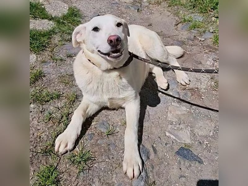 Betty, Labrador Mischling