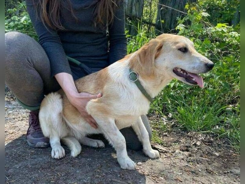 Betty, Labrador Mischling