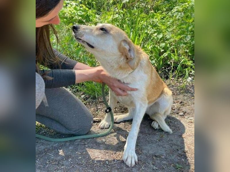 Betty, Labrador Mischling