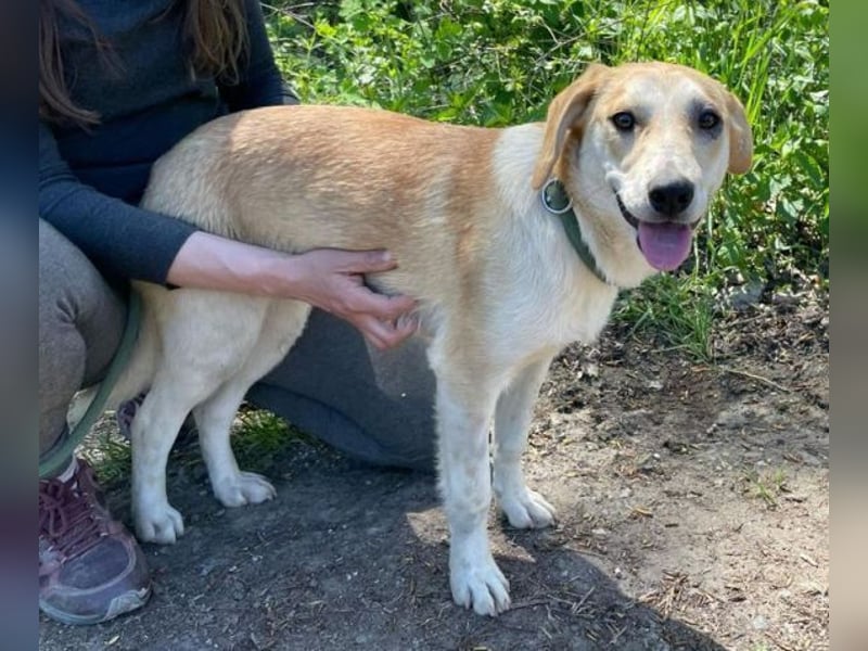 Betty, Labrador Mischling