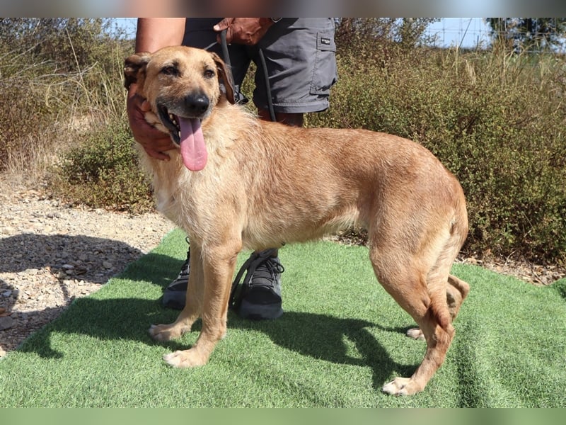 Patsy, Mix Labrador / Schäferhund , lieb und verträglich