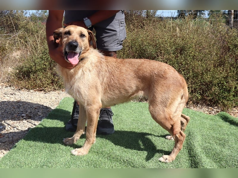 Patsy, Mix Labrador / Schäferhund , lieb und verträglich
