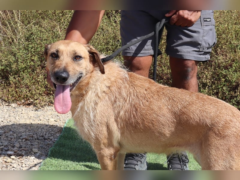 Patsy, Mix Labrador / Schäferhund , lieb und verträglich