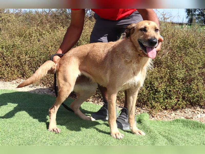 Patsy, Mix Labrador / Schäferhund , lieb und verträglich