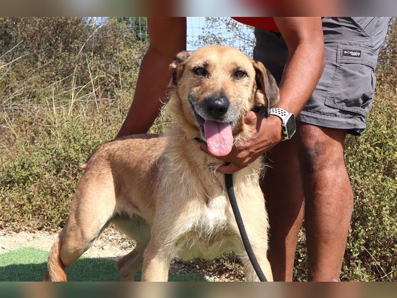 Patsy, Mix Labrador / Schäferhund , lieb und verträglich