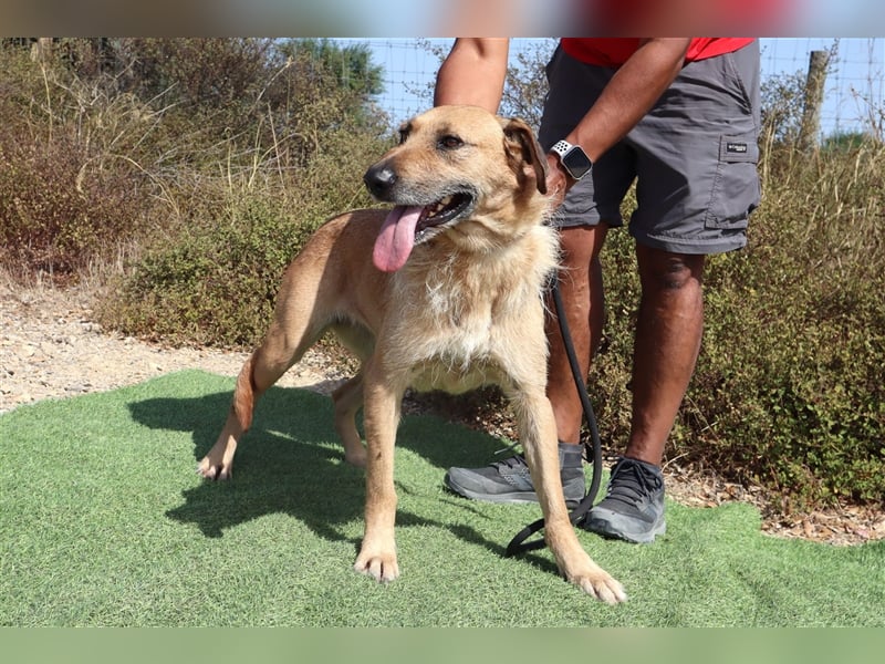 Patsy, Mix Labrador / Schäferhund , lieb und verträglich