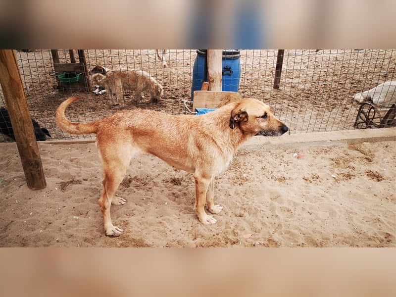 Patsy, Mix Labrador / Schäferhund , lieb und verträglich