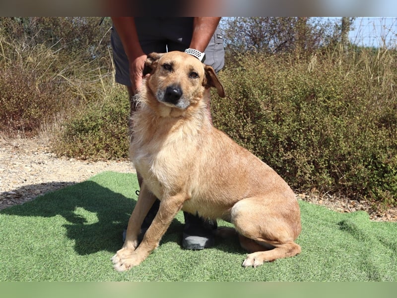 Patsy, Mix Labrador / Schäferhund , lieb und verträglich