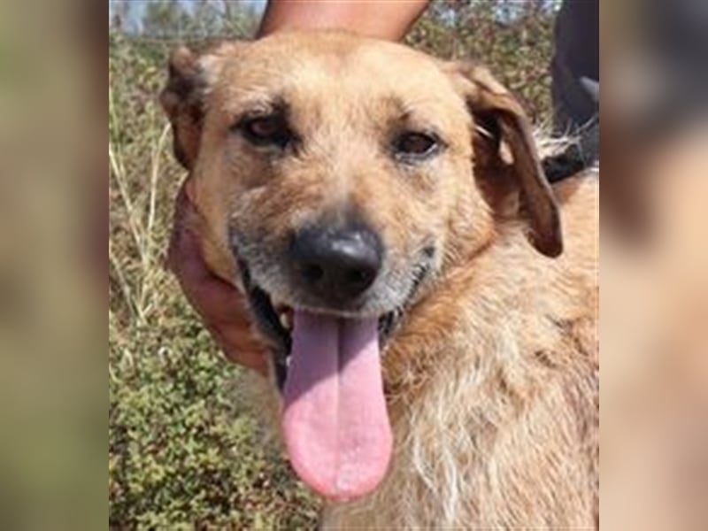 Patsy, Mix Labrador / Schäferhund , lieb und verträglich