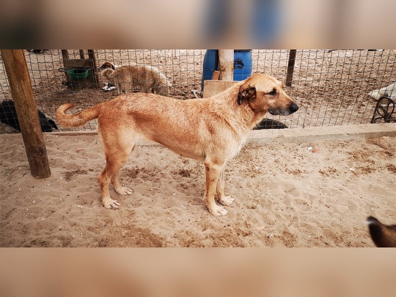 Patsy, Mix Labrador / Schäferhund , lieb und verträglich