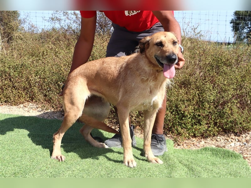 Patsy, Mix Labrador / Schäferhund , lieb und verträglich