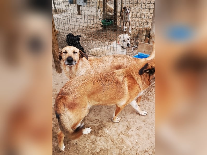Patsy, Mix Labrador / Schäferhund , lieb und verträglich