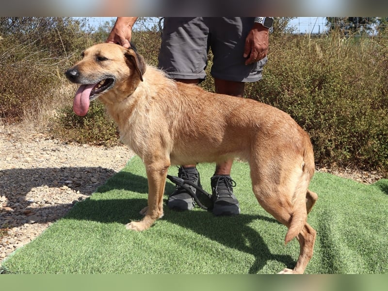 Patsy, Mix Labrador / Schäferhund , lieb und verträglich