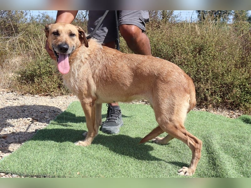 Patsy, Mix Labrador / Schäferhund , lieb und verträglich