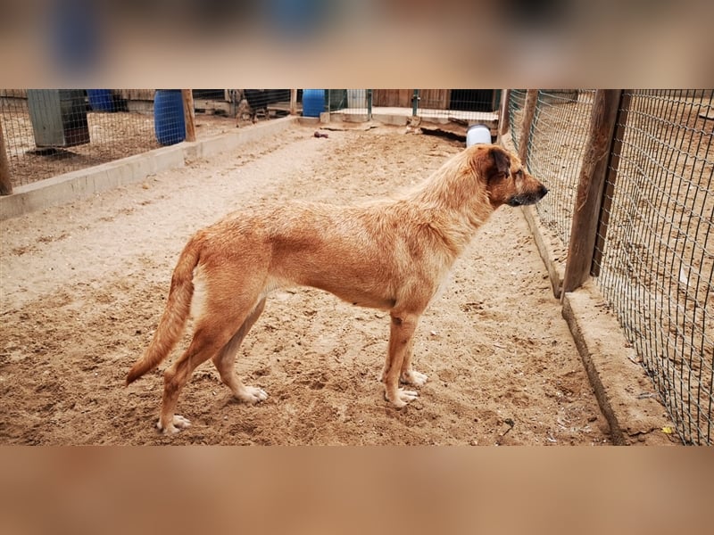 Patsy, Mix Labrador / Schäferhund , lieb und verträglich
