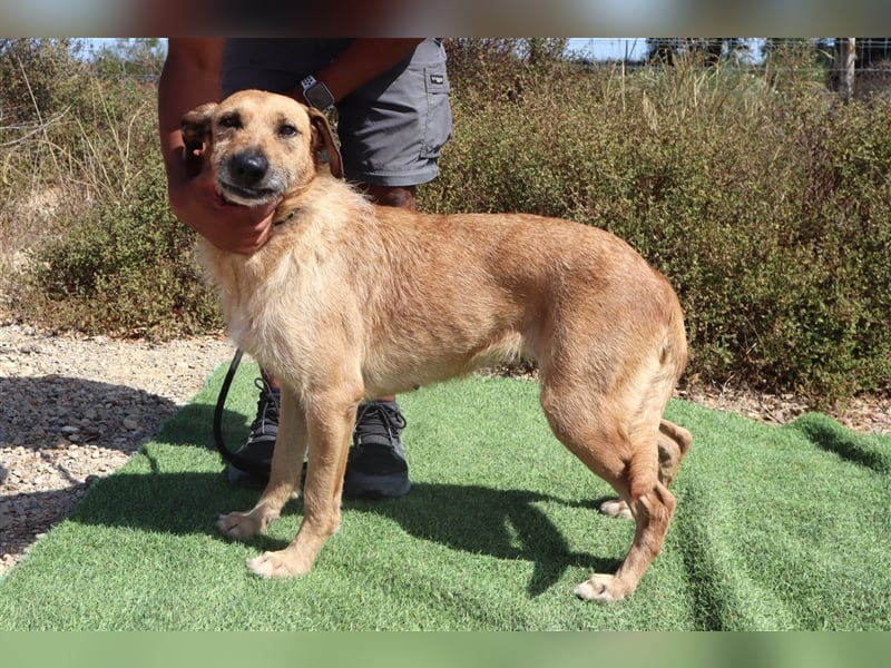 Patsy, Mix Labrador / Schäferhund , lieb und verträglich