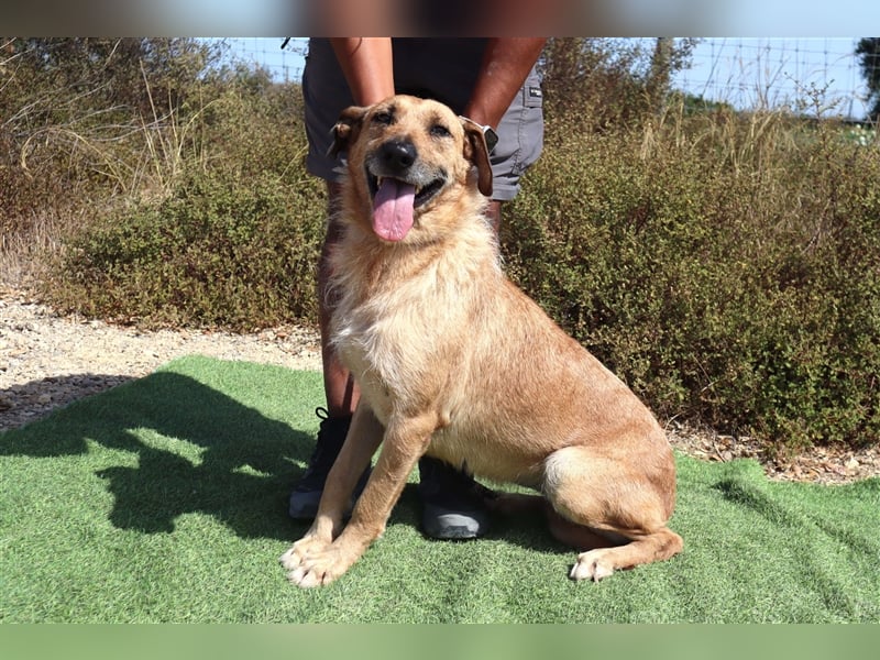 Patsy, Mix Labrador / Schäferhund , lieb und verträglich