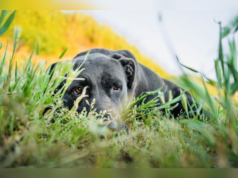Shiva - neues Zuhause gesucht