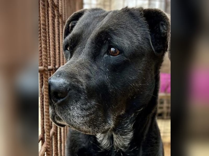 Shiva - neues Zuhause gesucht