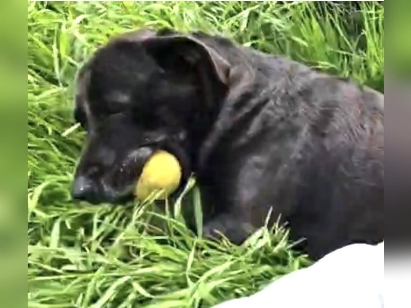 Shiva - neues Zuhause gesucht